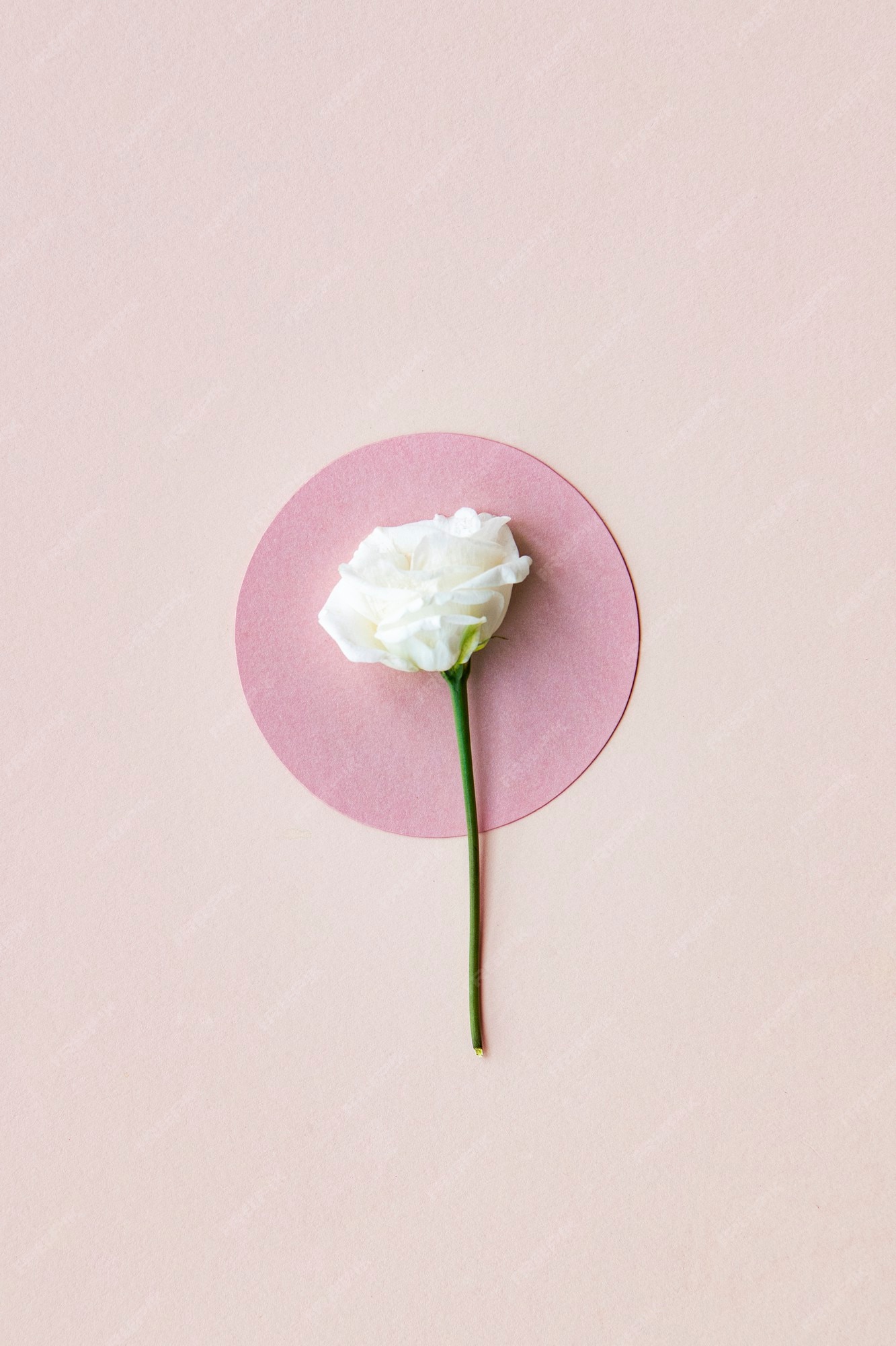 Hoa lisianthus trắng trên nền hồng sẽ tạo nên một tác phẩm nghệ thuật tuyệt đẹp. Các hình ảnh sẽ khiến bạn muốn chiêm ngưỡng nó ngay tức thì.