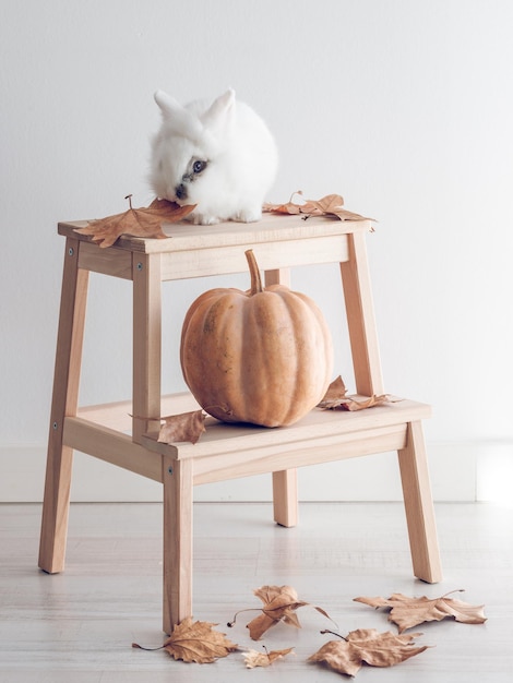 White little bunny on wooden stool step ladder with orange pumpkin decorated with dry autumn leaves placed on wooden floor against white wall