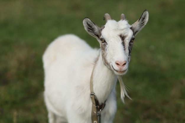 Photo white little goat grazes on the grass in summer