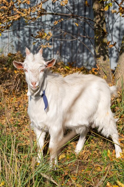 White little goat looking at the camera in the village autumn time.