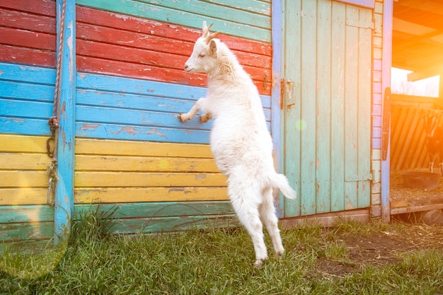 a white little goat standing in colored fence. sunny summer at counrtyside