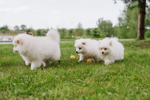 公園を歩いている間、緑の芝生で遊んでいる白い子犬。愛らしいかわいいポメラニアンの子犬、ポメラニアンスピッツを混ぜたハスキー