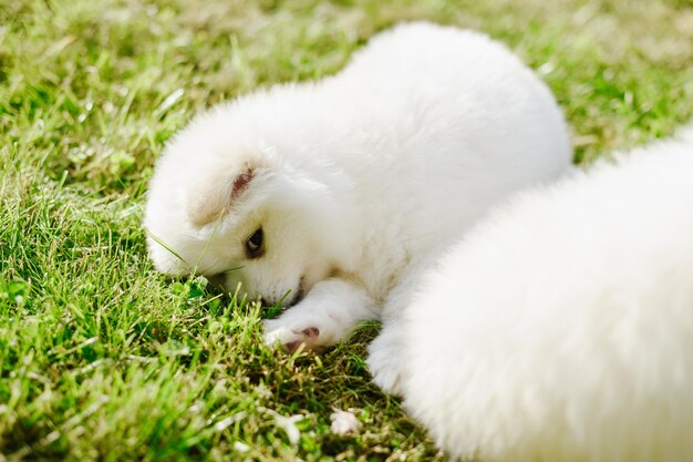 公園を歩いている間、緑の芝生で遊んでいる白い子犬。愛らしいかわいいポメラニアンの子犬、ポメラニアンスピッツを混ぜたハスキー