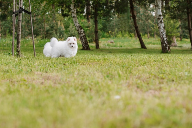 공원에서 산책하는 동안 푸른 잔디에서 노는 흰색 작은 강아지. 포메라니안 스피츠와 허스키가 섞인 사랑스러운 귀여운 폼스키 강아지