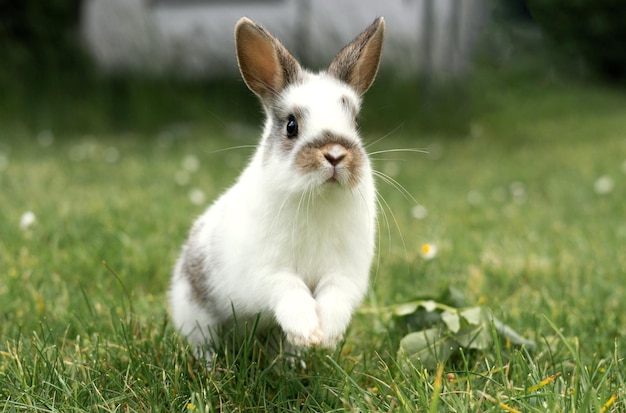 Foto piccolo coniglio bianco che salta sull'animale domestico del prato nell'erba all'aperto allevando animali