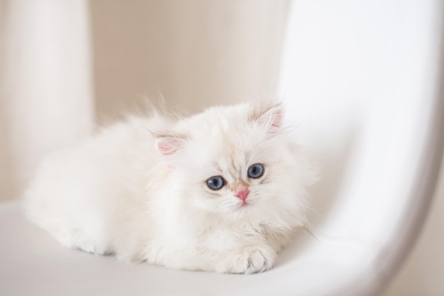 White longhair british kitten