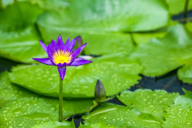 Foto loto bianco in fiore nello stagno e foglia di loto verde con gocce d'acqua