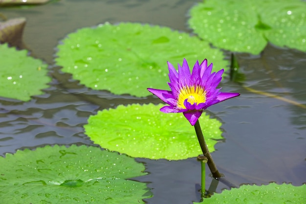 Photo white lotus blooming in the pond and green lotus leaf with water droplets