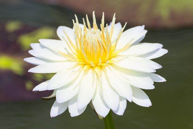 White lotus blossoms or water lily flowers blooming on pond