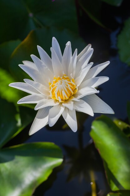 Fiore di loto bianco bellissimo loto.