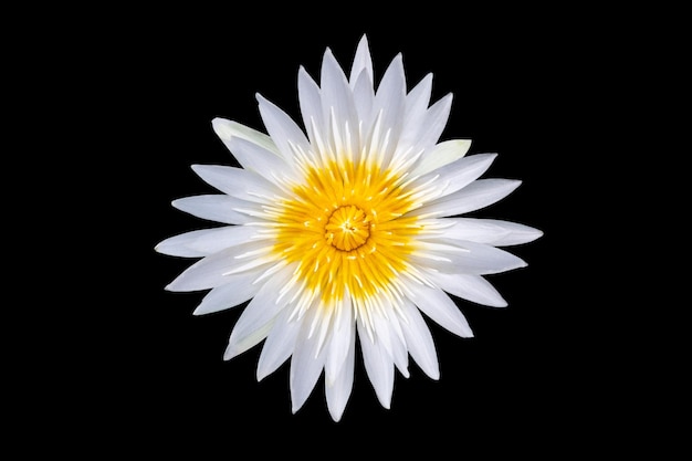 White lotus flower on black background Isolate