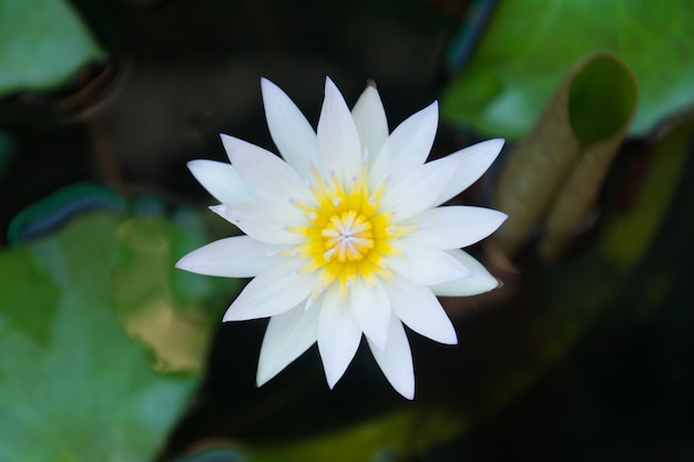 White lotus flower on green leaf background