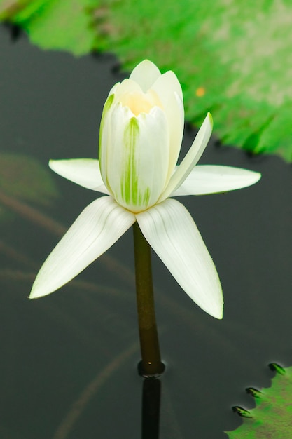 White lotus flower in the lake