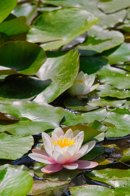 Photo white lotus flower between water lilies