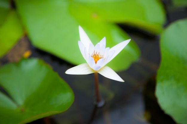 White lotus flower in the water.