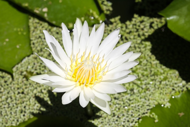 White lotus flower with green leaf background