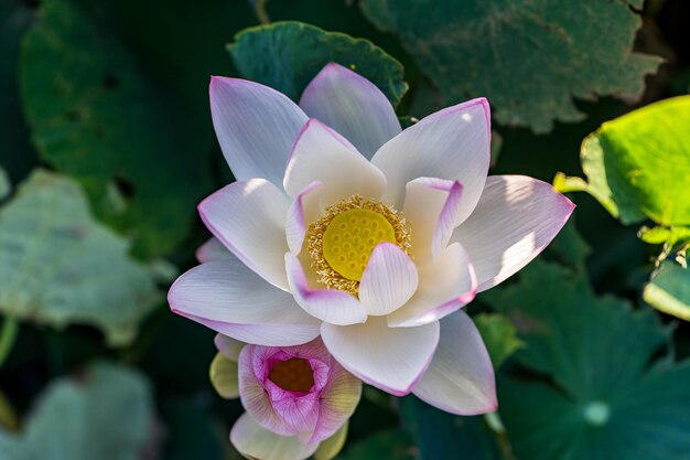 a white lotus flower with a yellow center and purple center