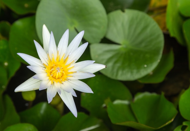 white lotus flower