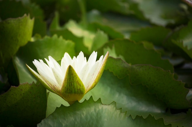 White lotus flowers bloom in the pond at the morning park