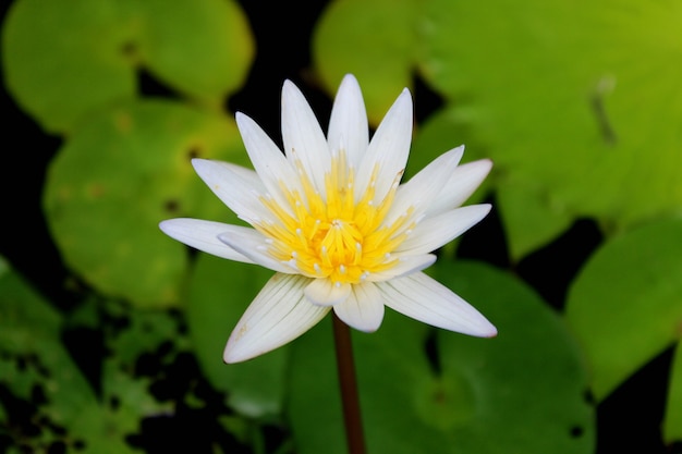 White lotus flowers blooming in the pond