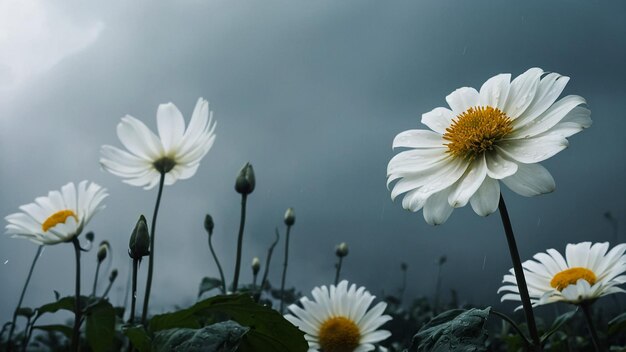 White Lotus flowers blossom on the morning