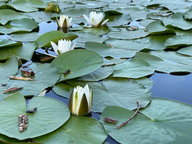 White lotus flowers blossoming in the water