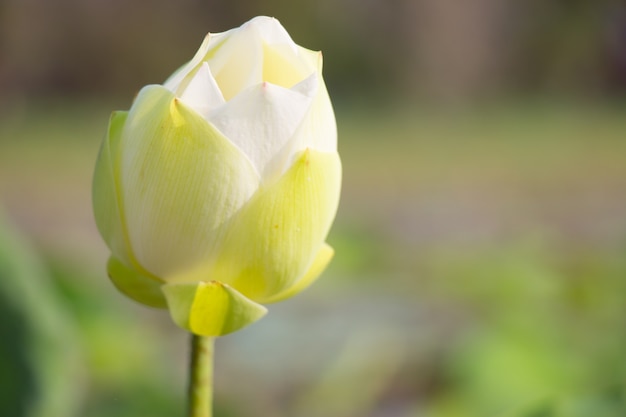 White lotus is blooming in lake.