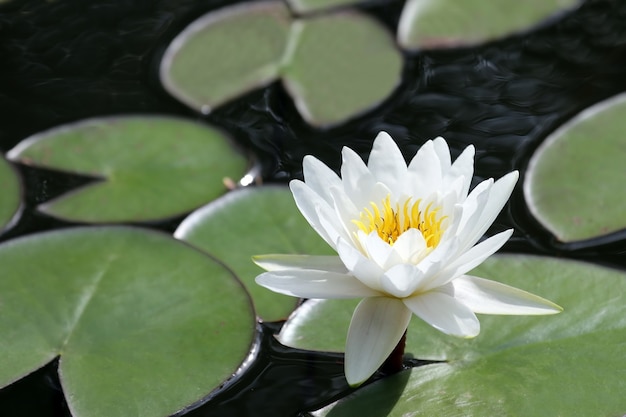 水に白い蓮のユリの花