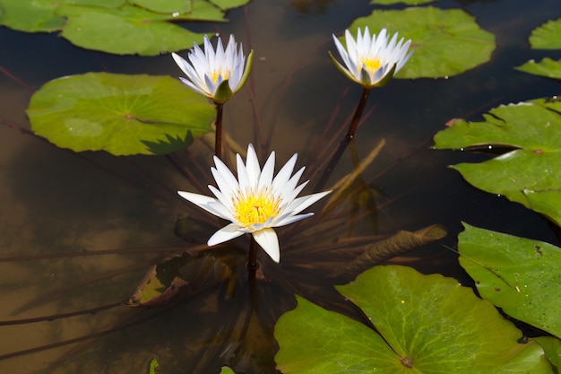 White lotus in the pond