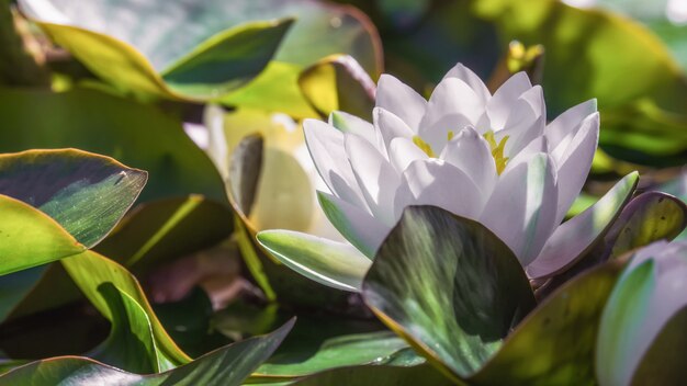 White lotus on the pond