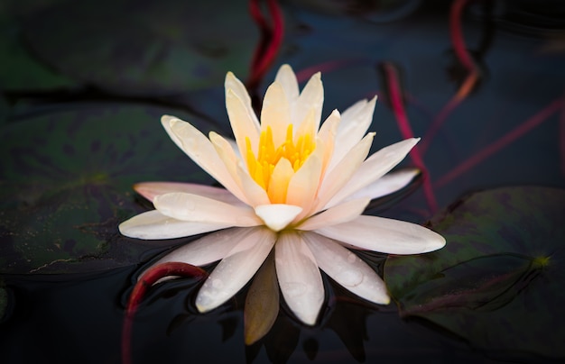 White lotus in the pool