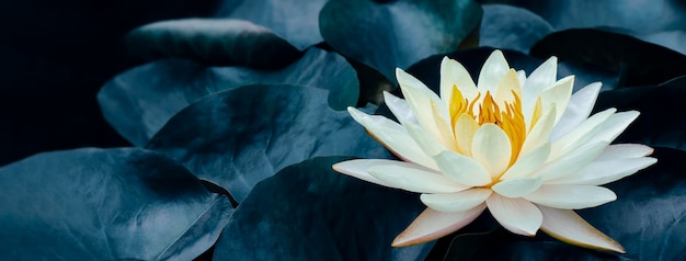Фото Белая водяная лилия лотоса цветет на поверхности воды