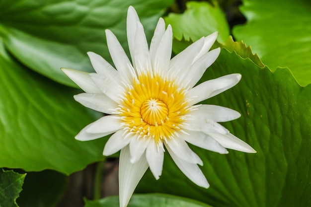 White lotus or white water lily in pond 