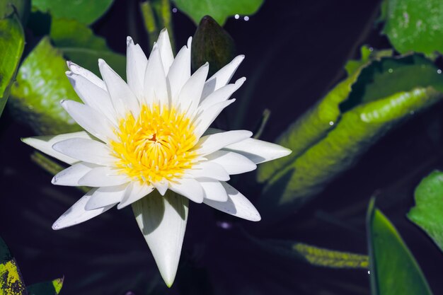 Loto bianco con polline giallo su fioritura nello stagno di loto nel giorno soleggiato di estate.