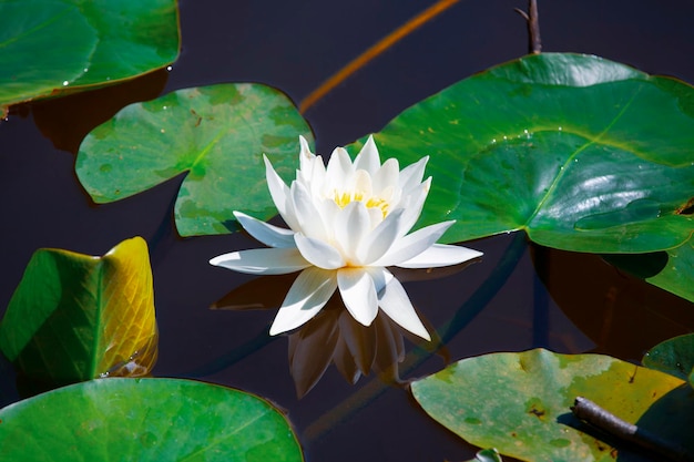 White lotus with yellow pollen on surface of pond