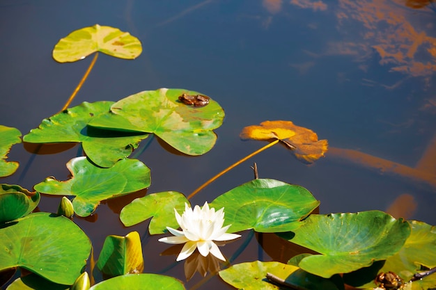 White lotus with yellow pollen on surface of pond