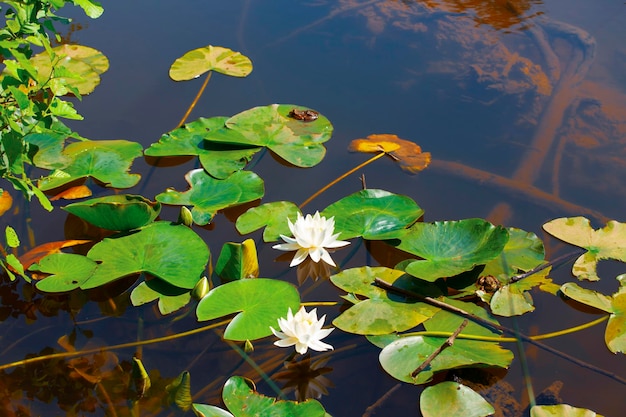 White lotus with yellow pollen on surface of pond