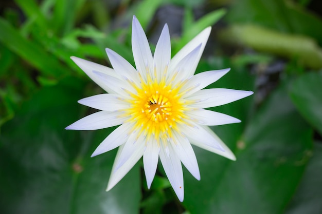 池の表面に黄色の花粉と白い蓮