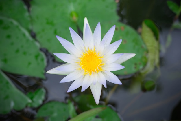 White lotus with yellow pollen on surface of pond