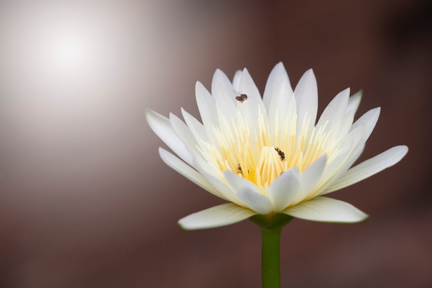 白い蓮と黄色の花粉