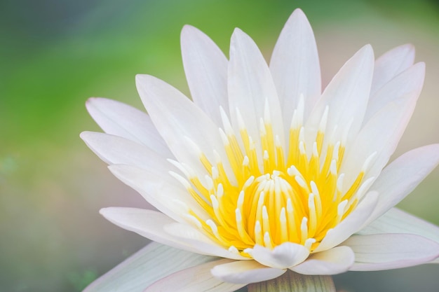 White lotus and yellow stamens blooming on green and multicolored background for backgrounds banners publications