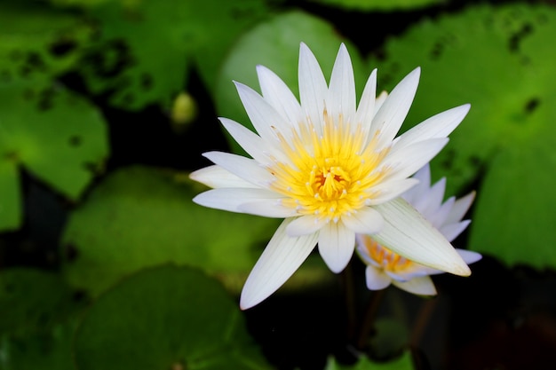 White Lotus