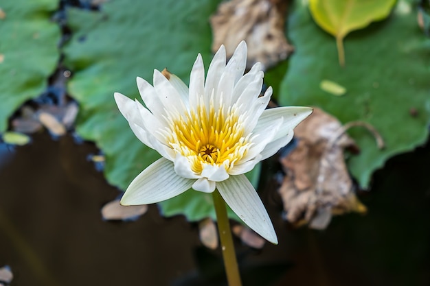 White lotus