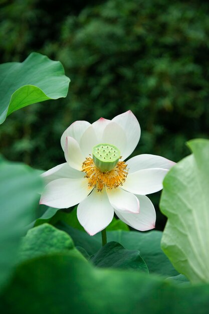 Foto fiori di loto bianchi in estate