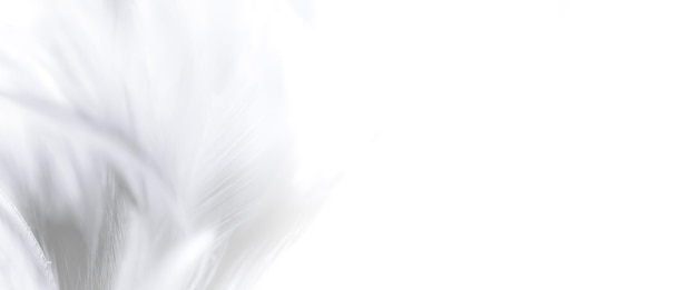 белый макро перо текстурабогема богемный винтаж стиль тенденция цвет перо текстура фон
