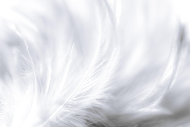 white macro feathersWhite feather texture background free space to add text or baby products and