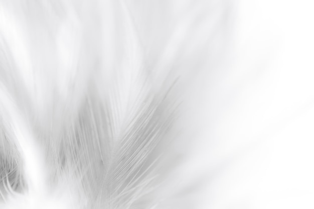 white macro feathersWhite feather texture background free space to add text or baby products and
