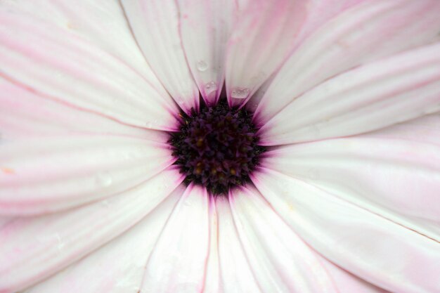 White macro texture of flowers for background