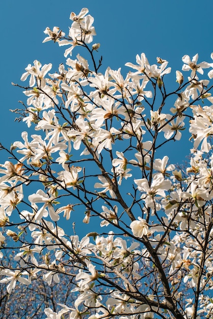 White magnolia blooms on a spring day