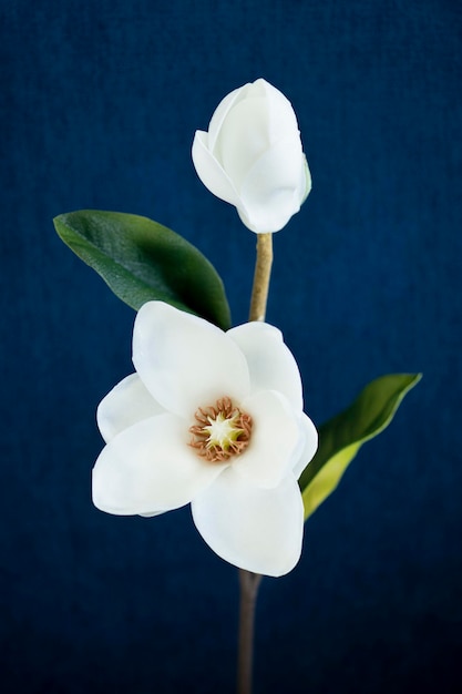 Foto magnolia bianca su sfondo blu